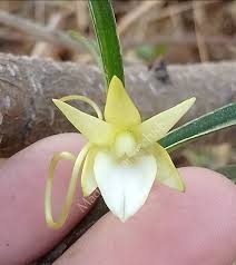 Angraecum lecomtei