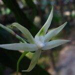 Angraecum reygaertii
