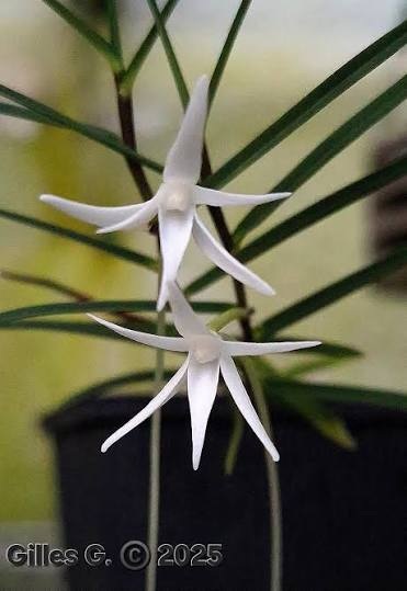 Angraecum filicornu