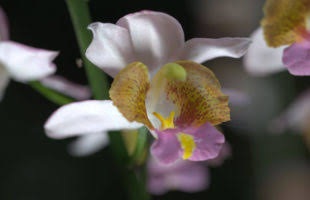 Angraecum multiflorum
