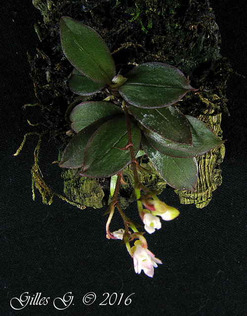 Angraecum rubellum