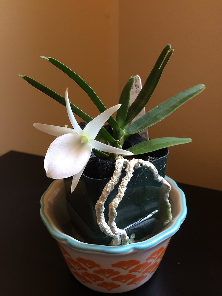 Angraecum didieri