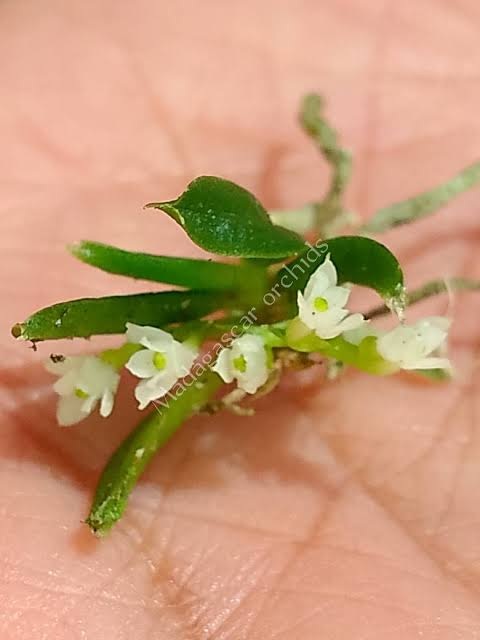 Angraecum microcharis