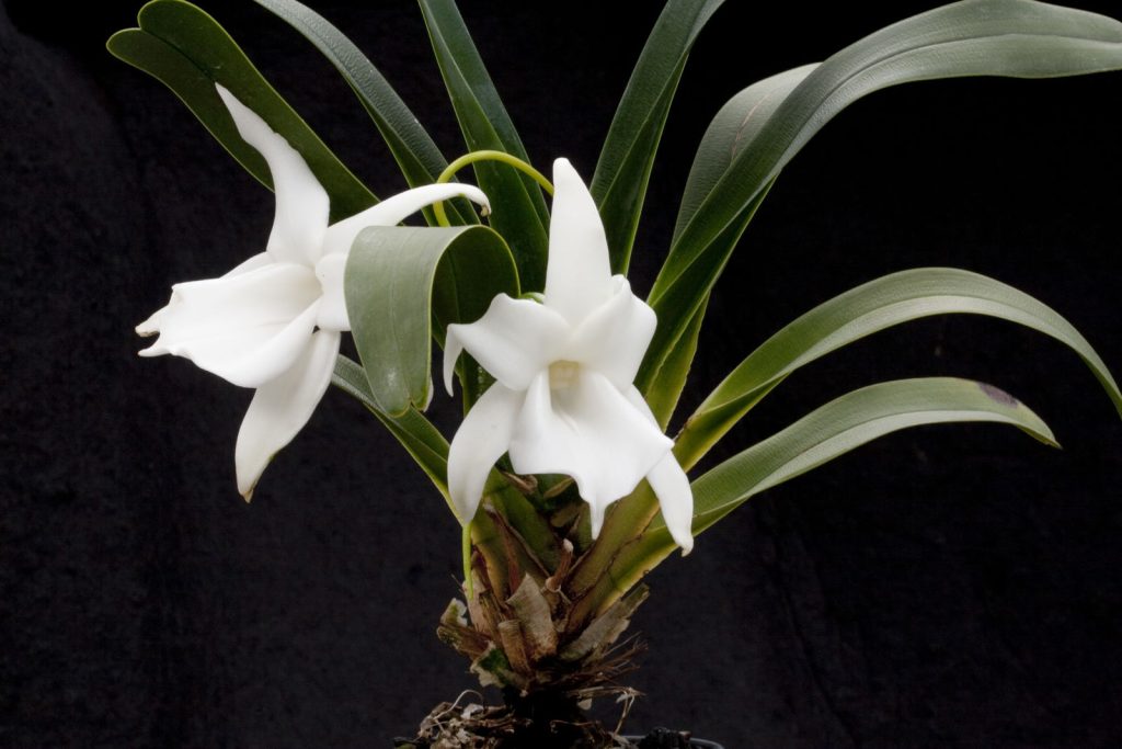 Angraecum magdalenae