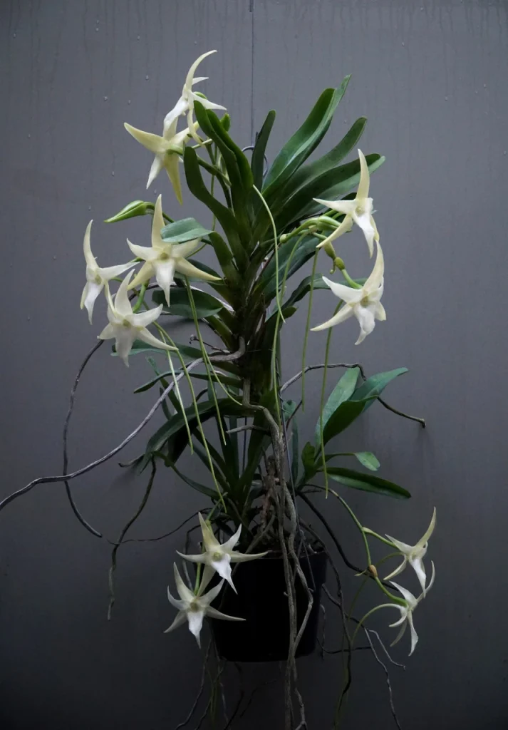 Angraecum sesquipedale